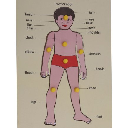 Wooden Human Body Part Colorful Educational Toy For Kids Learning Manufacturers, Suppliers in Uttar Pradesh